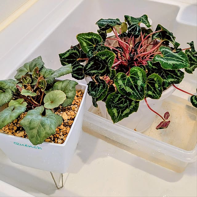 mi-saさんの部屋