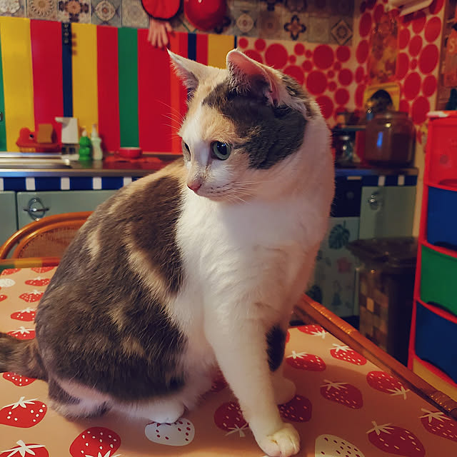 kumutanさんの実例写真