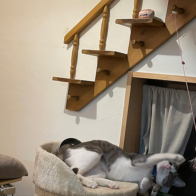 nekosamaさんの実例写真