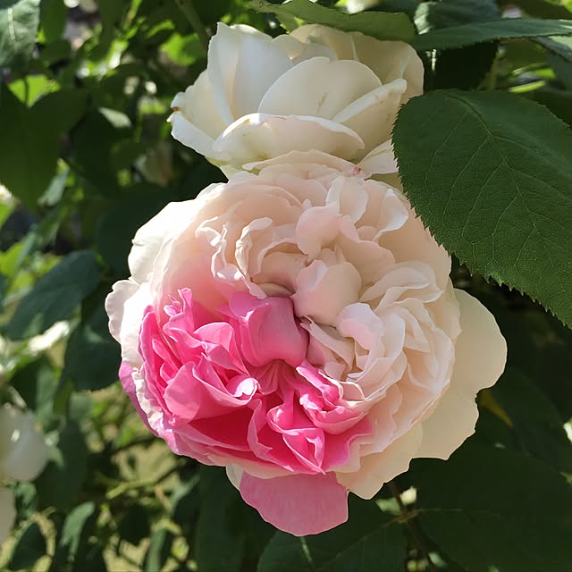hananarioibukiさんの実例写真