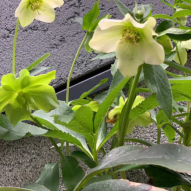 h_home.hさんの部屋