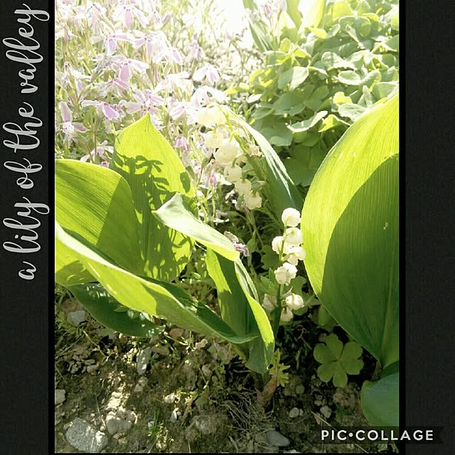 Midoriさんの実例写真