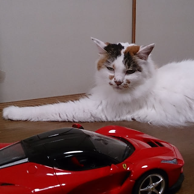 ku-garnet18さんの実例写真