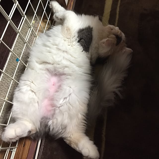 keibooさんの実例写真