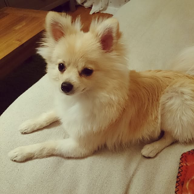 nicoco.さんの実例写真