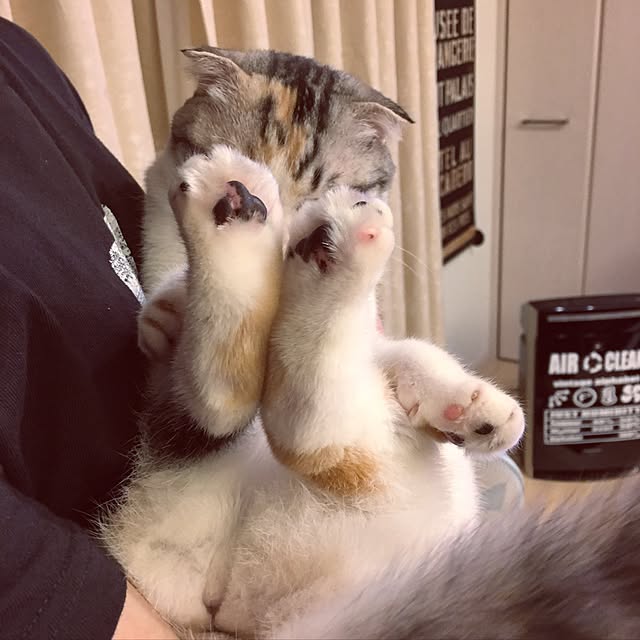yokkochanさんの実例写真