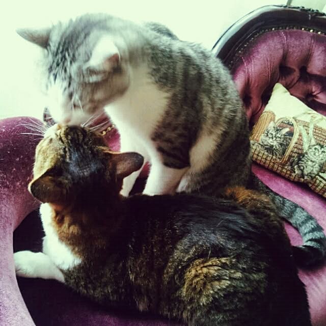 emmyyさんの実例写真