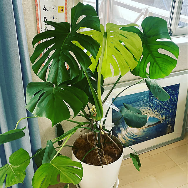 観葉植物/植物初心者/リビングのインテリア実例 - 2022-03-05 09:13:44