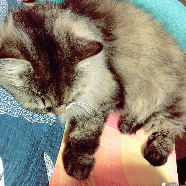 Mikiさんの実例写真