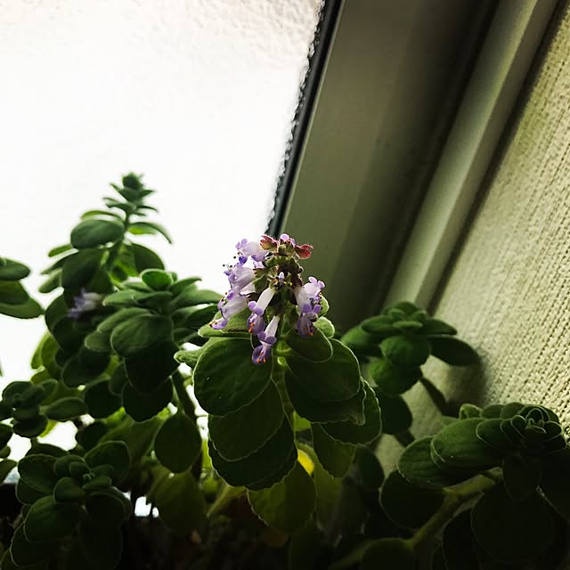 mini5597214さんの実例写真