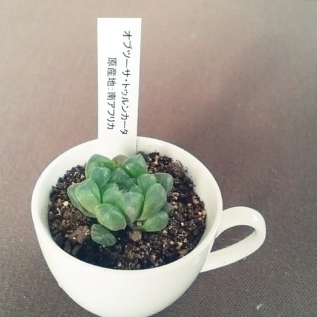 cocoさんの実例写真