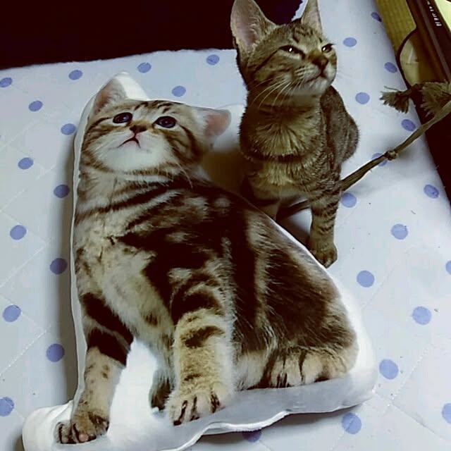 tantomeenさんの実例写真