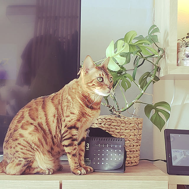 megu.catさんの実例写真