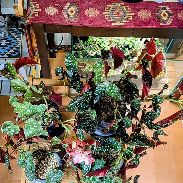 ot-gardenさんの部屋