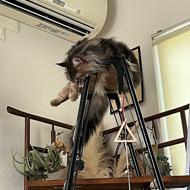 mayumiさんの部屋