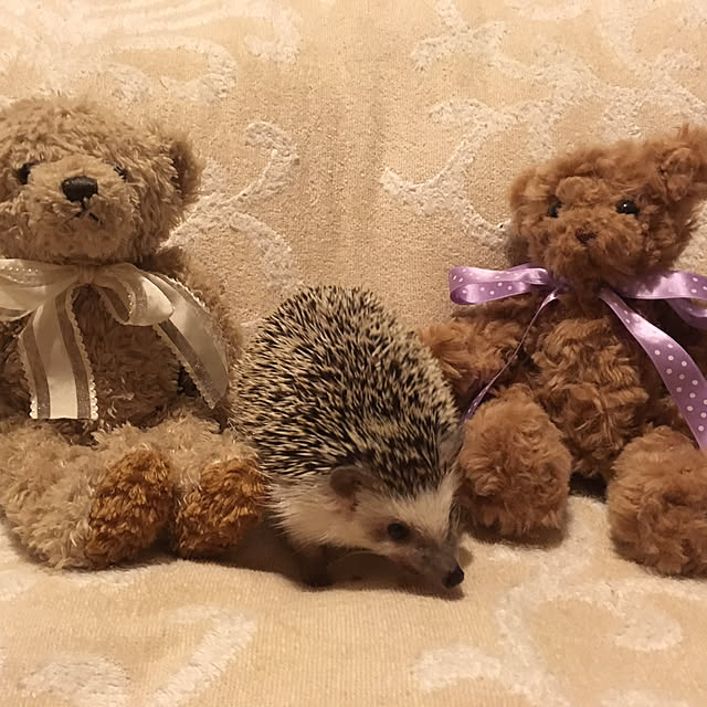 kumanosukeさんの実例写真