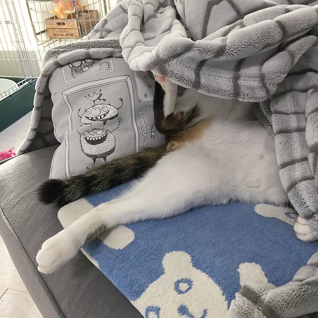 yuchiさんの実例写真