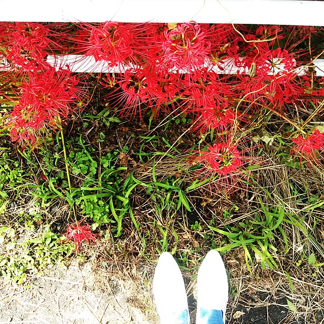 こどもと暮らす/彼岸花/花のある風景/秋の気配/足元の会...などのインテリア実例 - 2016-09-19 12:05:25