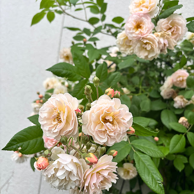 portulacaさんの実例写真