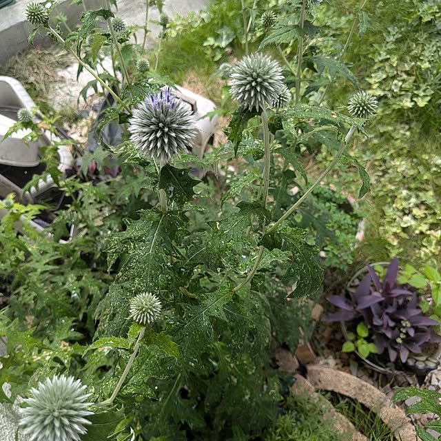 玄関/入り口/夏の暮らし準備/庭/花/ルリタマアザミ...などのインテリア実例 - 2026-07-12 08:53:30