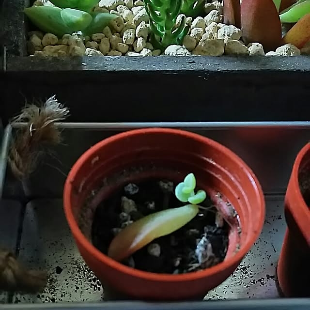 kazuminさんの実例写真