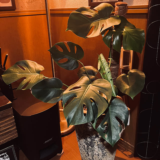 takatakasiさんの実例写真