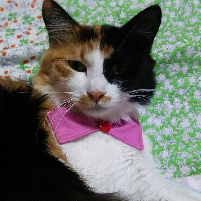 kiyohima229さんの実例写真