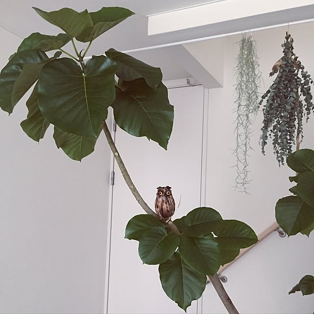 emさんの実例写真