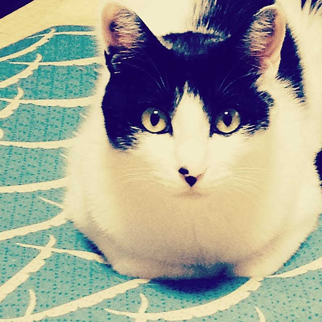 furararaさんの実例写真