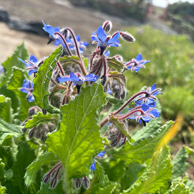portulacaさんの部屋