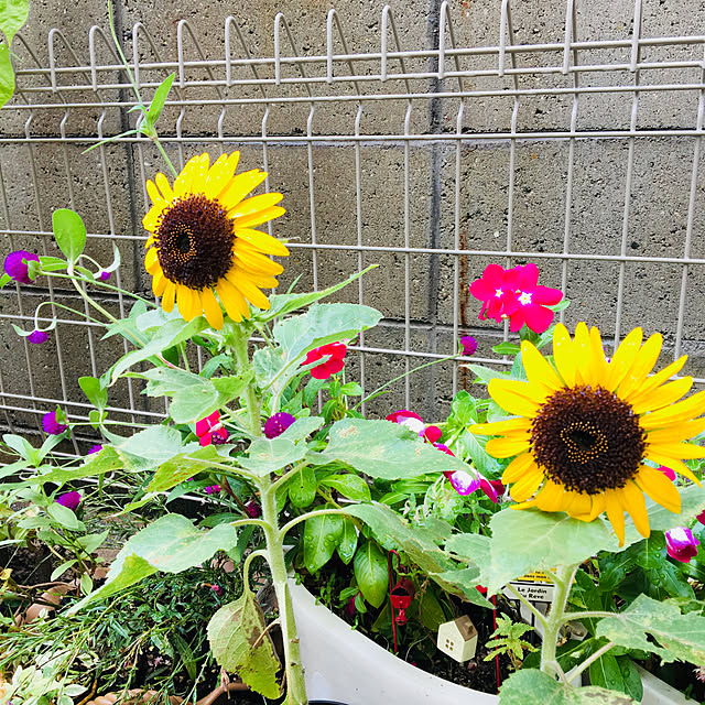 Maryさんの実例写真