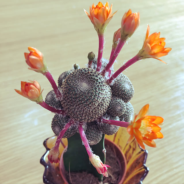 部屋全体/サボテン/観葉植物のインテリア実例 - 2018-04-11 08:57:59