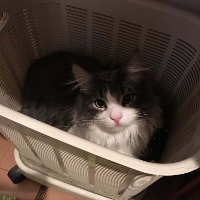 shinobuさんの実例写真