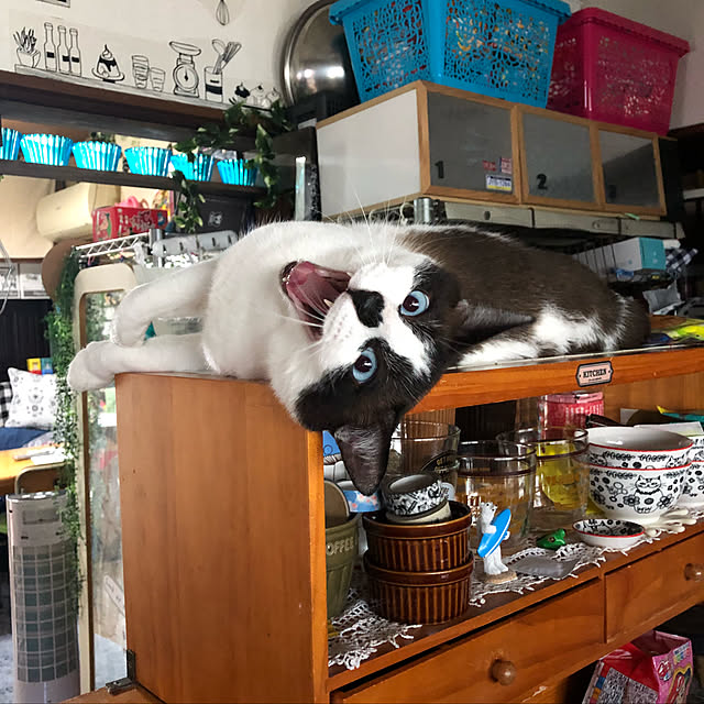 vivienne.coco-keiさんの実例写真