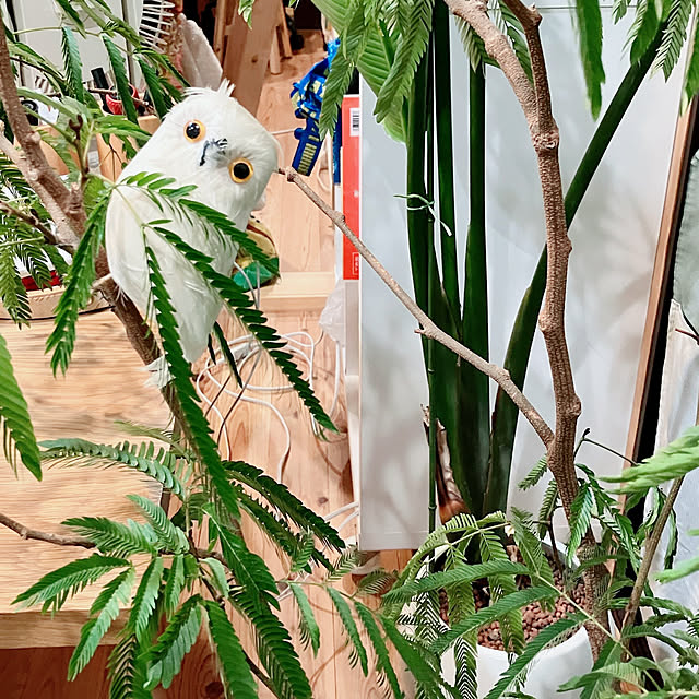 akanekoさんの部屋