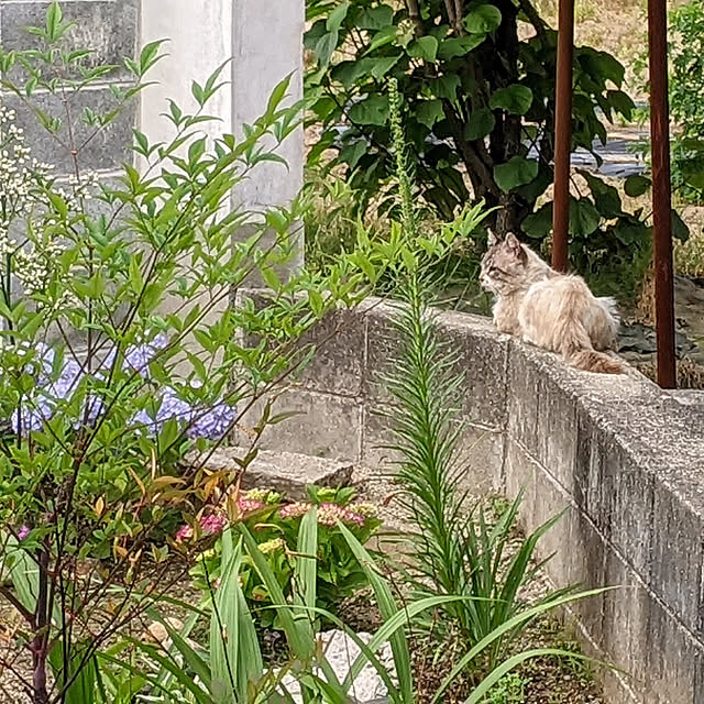 tabasaさんの実例写真