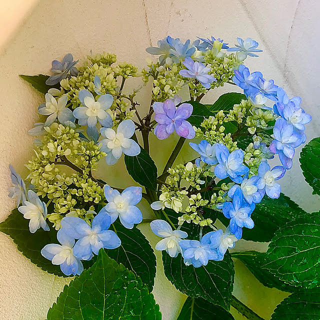 hinamamaさんの部屋