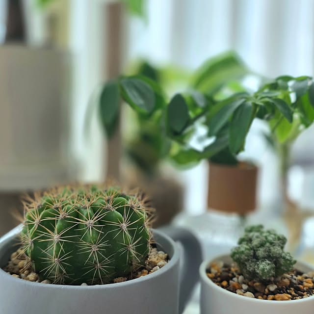 mint_greenさんの部屋