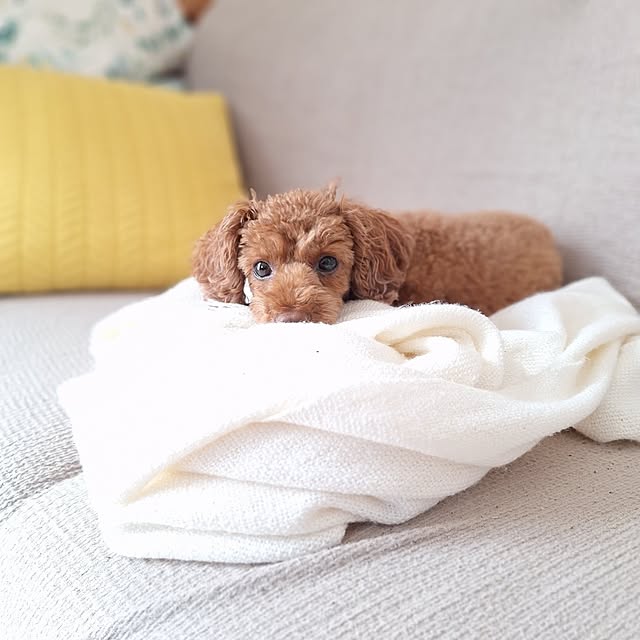 Blancheさんの実例写真