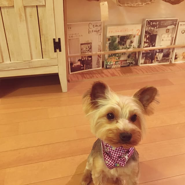 mayuoさんの実例写真