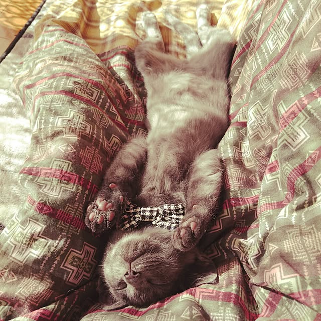 annさんの実例写真