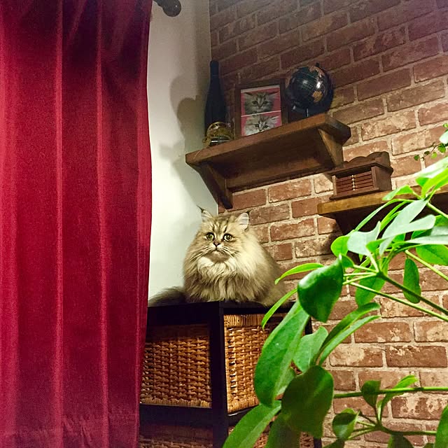 butachanさんの実例写真