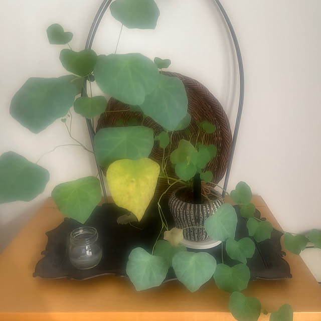 yokko_pawさんの実例写真