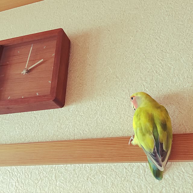 srpさんの実例写真