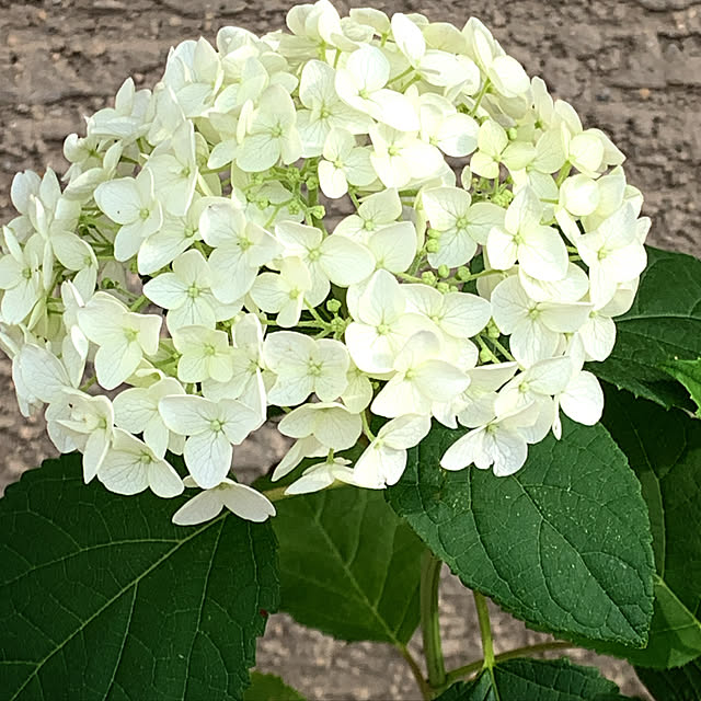 eshinobumさんの実例写真