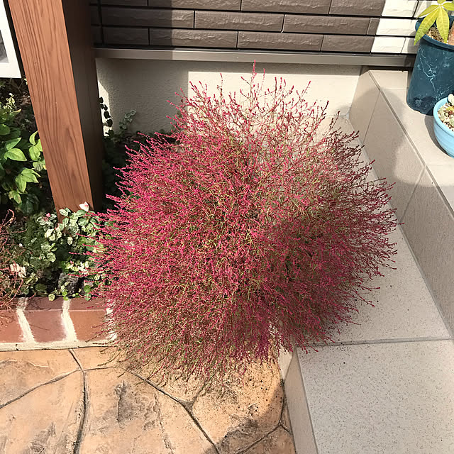 kiriwakaさんの実例写真