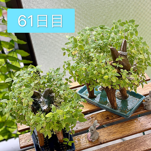 aureaさんの実例写真
