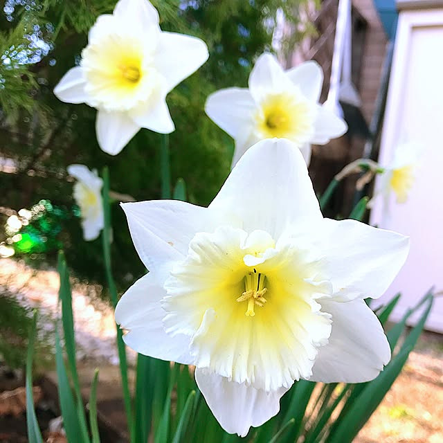 xigyanさんの実例写真