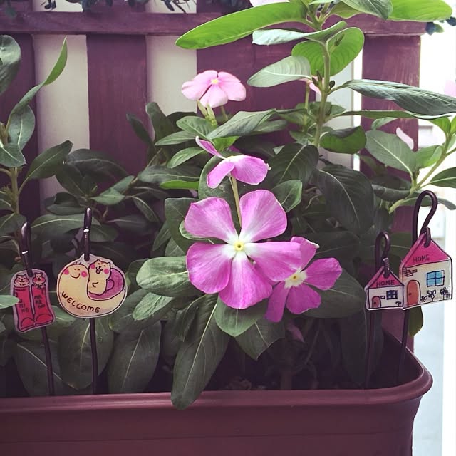 Minoriさんの実例写真