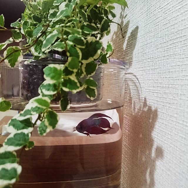 ohal.さんの実例写真